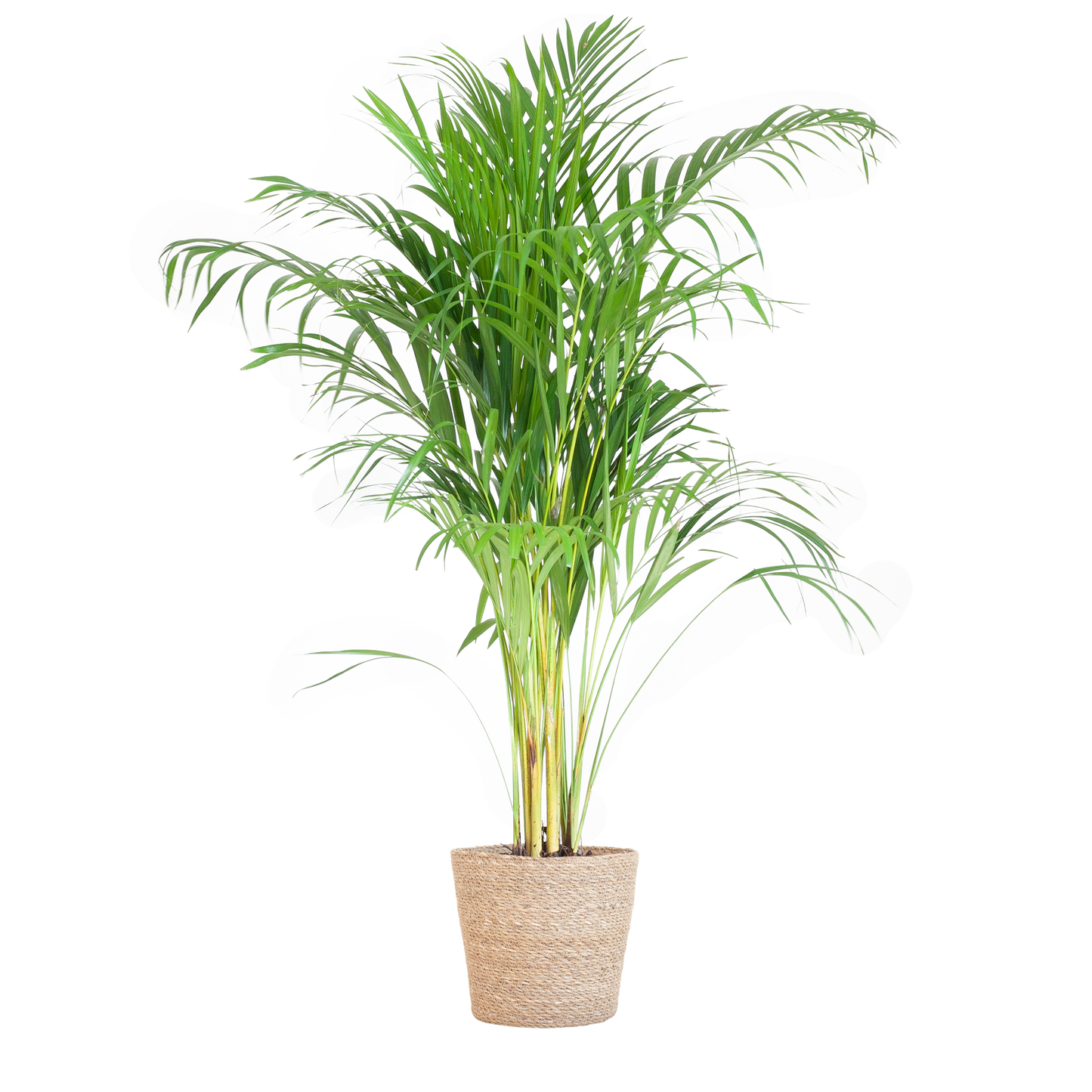 Areca-Palme (Dypsis) mit Sofia-Korb natürlich - 100cm - Ø21