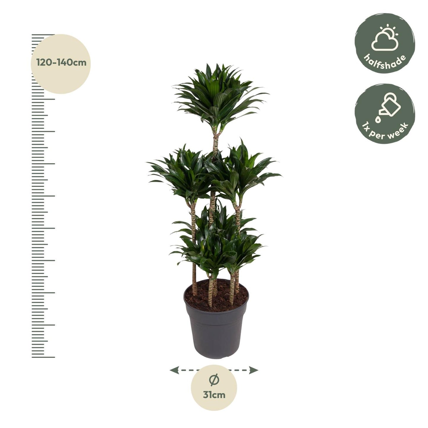 Dracaena Compacta Karussell – 130 cm – ø31