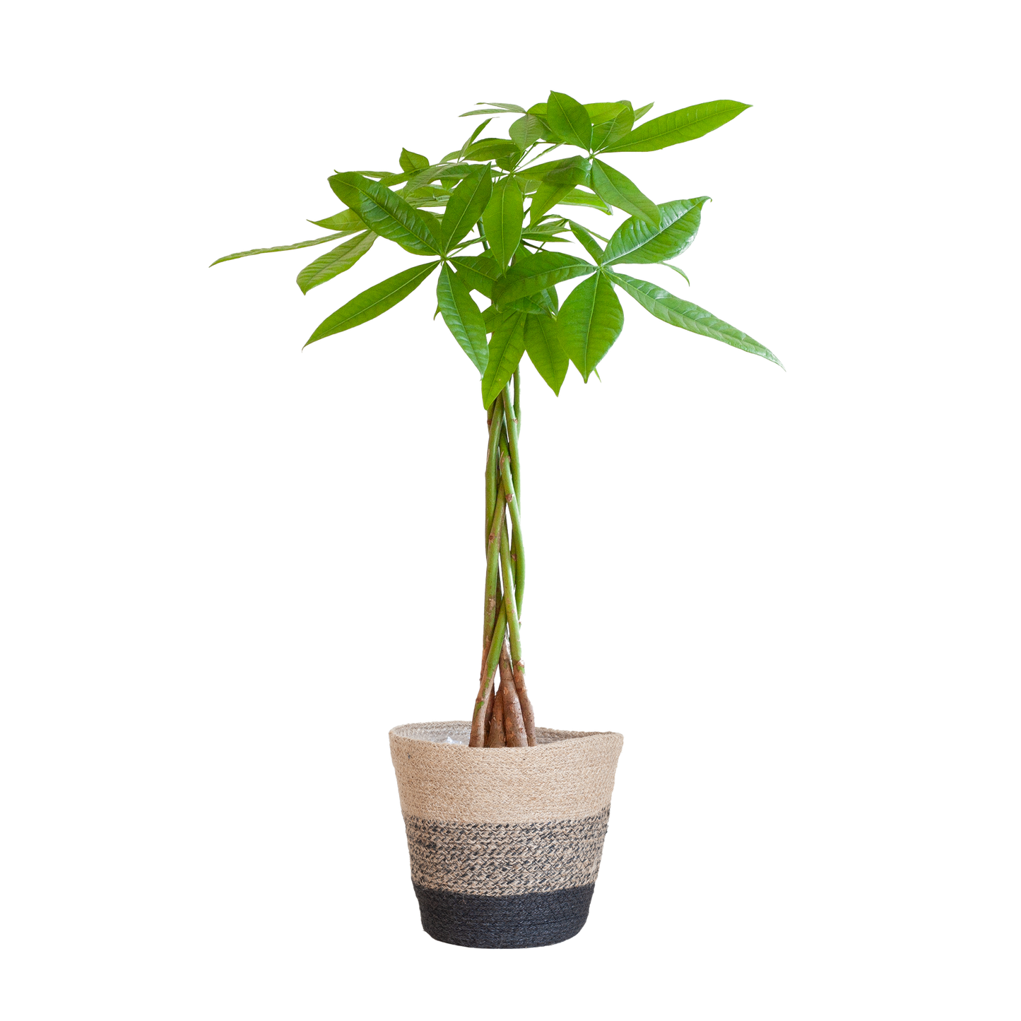 Pachira Aquatica mit Korb Lissabon schwarz - 80cm - Ø21