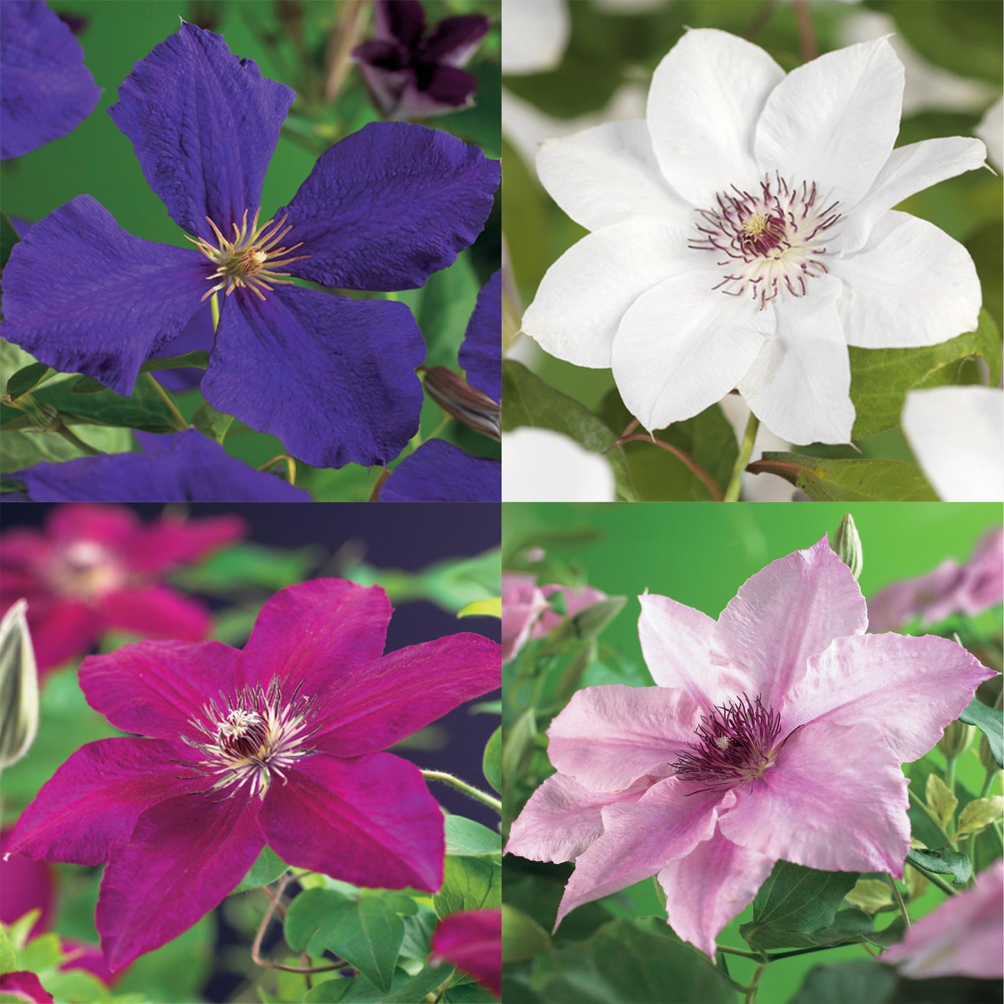 Green boutiQ – Kletterpflanze – Clematis Rainbow – Blüte rosa weiß lila rot – pflegeleicht – 4 Pflanzen – Topf 11 cm, Höhe 40 cm