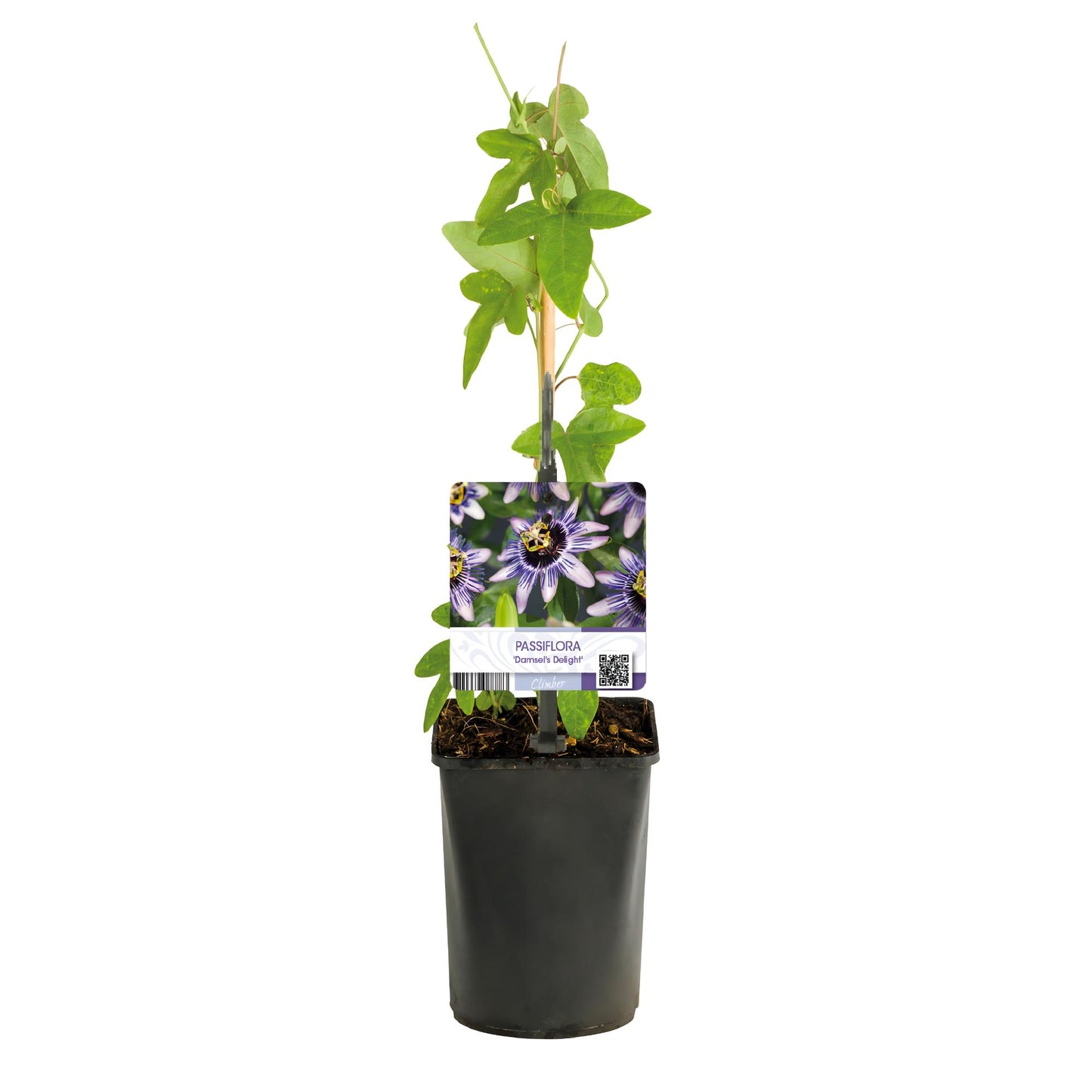 Green boutiQ – Passionsblume – Passiflora Damsels Delight – Lila mit weißen Blüten – pflegeleicht – 2 Pflanzen – Topf 11 cm, Höhe 40 cm
