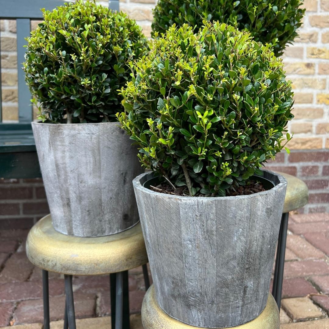 2x Ilex crenata 'Jenny' Kugel im Holztopf | 2er-Set | 20 cm Ø Durchmesser