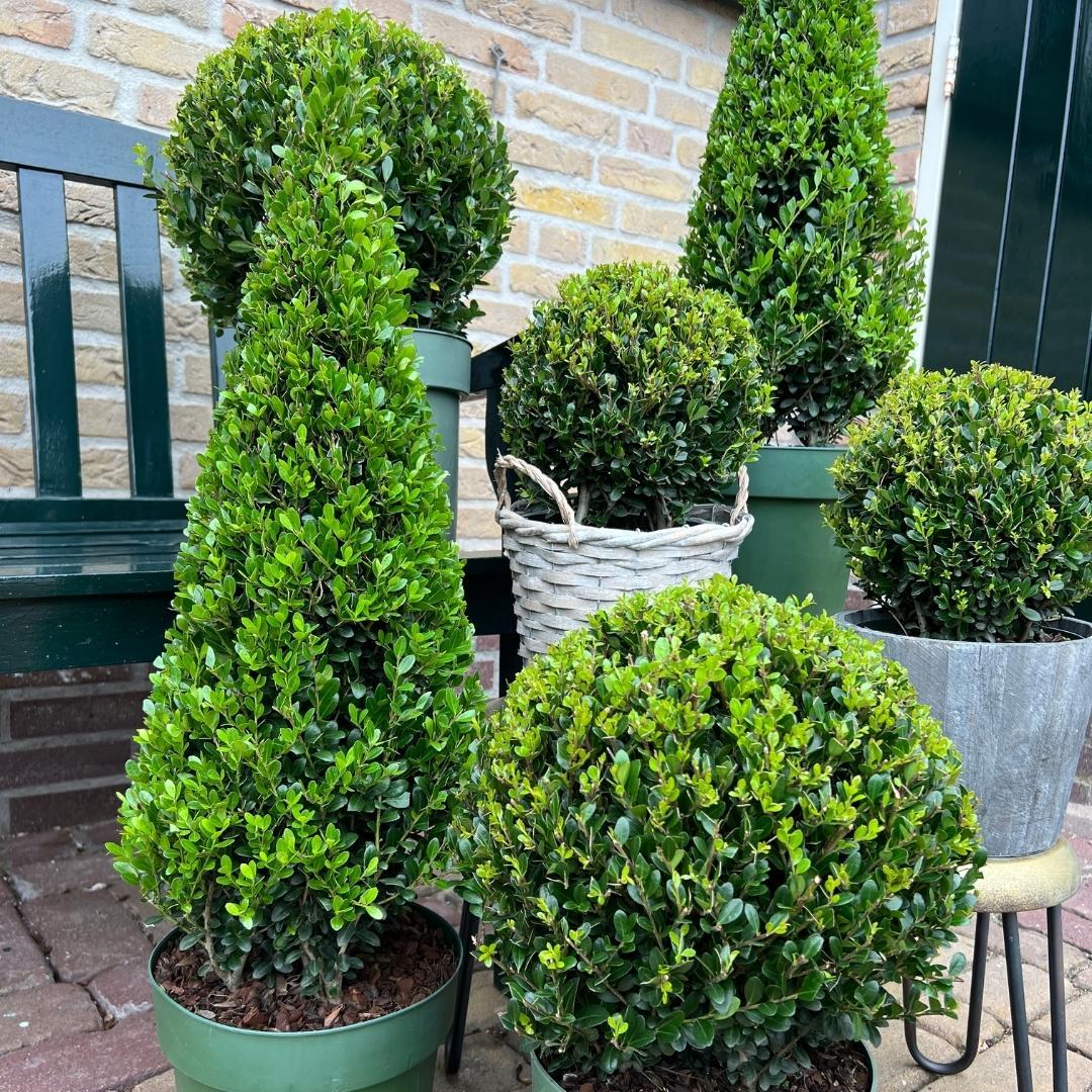 1x Ilex-Pyramide 55 cm hoch | Ø 21 cm