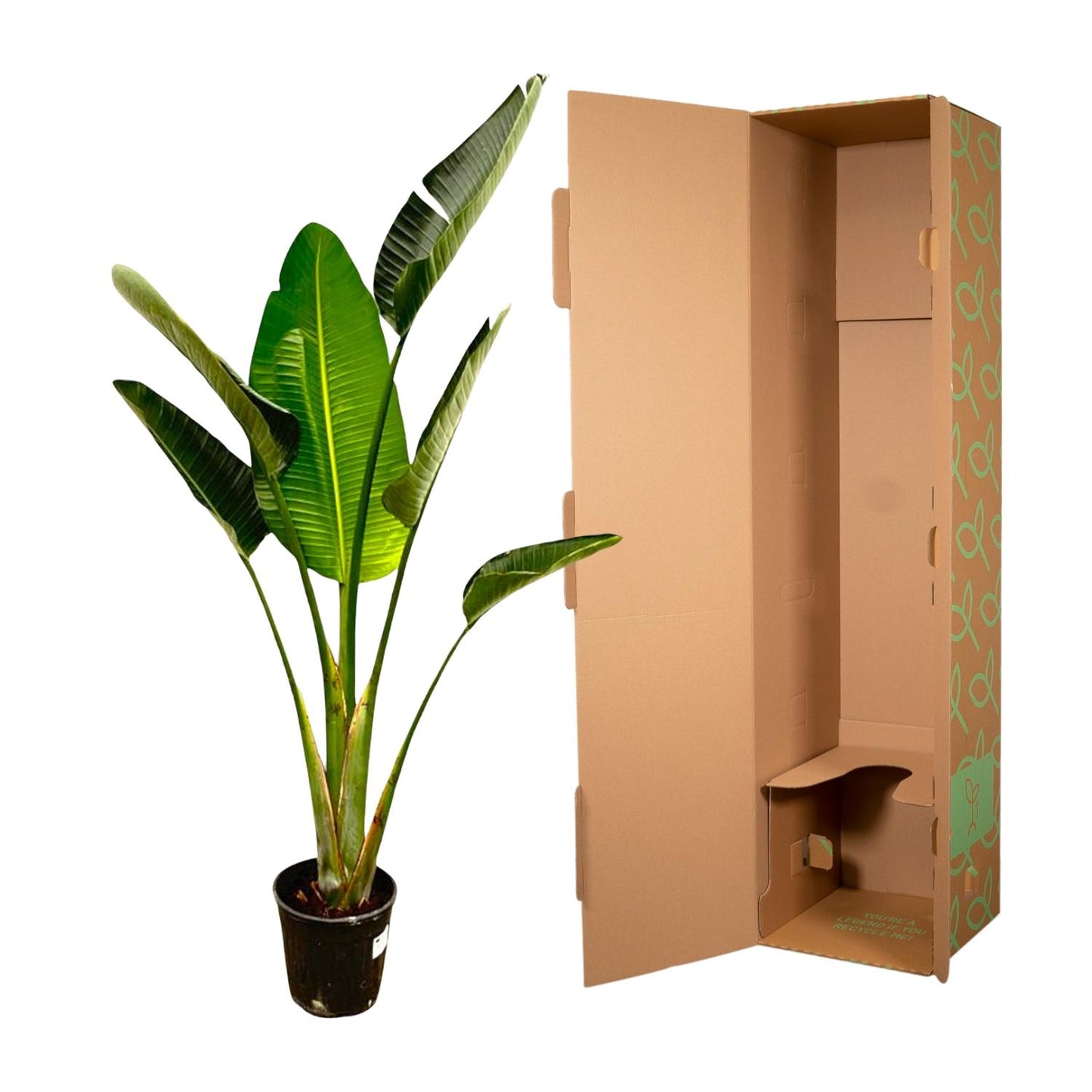 Strelitzia Augusta – 180 cm – ⌀30
