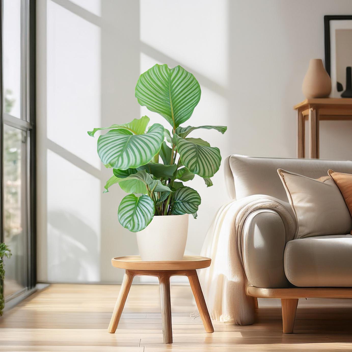 Calathea Orbifolia with Viber white - 65cm - Ø21