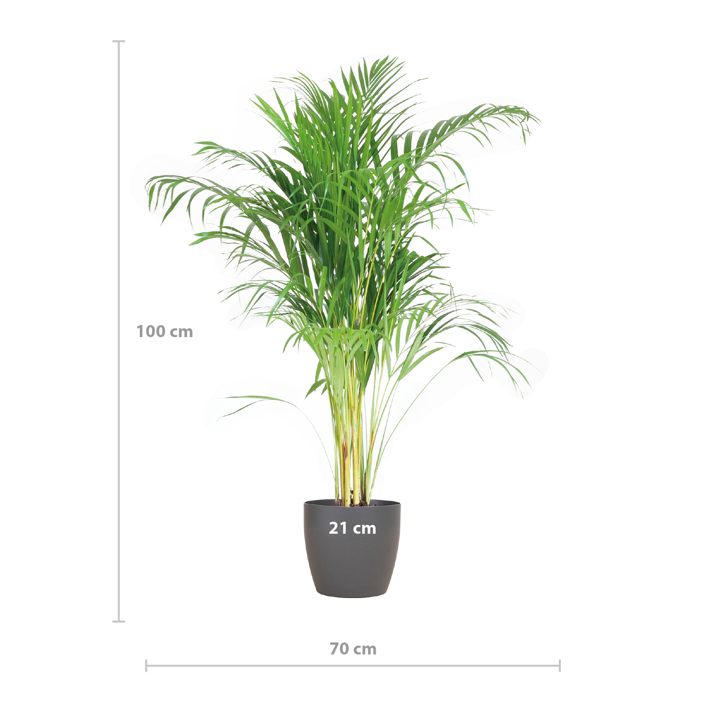 Areca-Palme (Dypsis) mit Viber Grijs - 100cm - Ø21