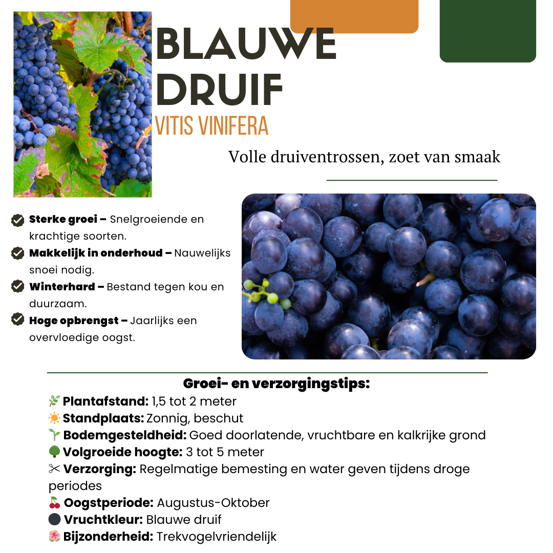 6 x Bio-Weinpflanzen - Ø 13 cm - ↨ 20 cm