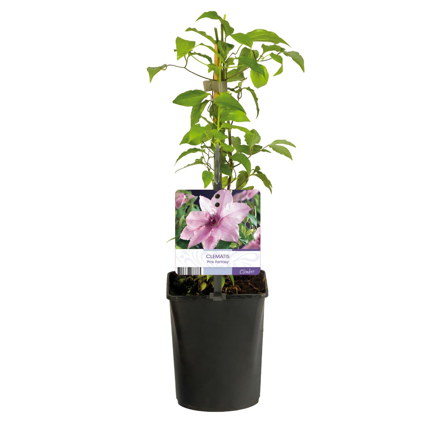 Green boutiQ – Kletterpflanze – Clematis Pink Fantasy – Blüte Pink – Pflegeleicht – 2 Pflanzen – Topf 11 cm, Höhe 40 cm