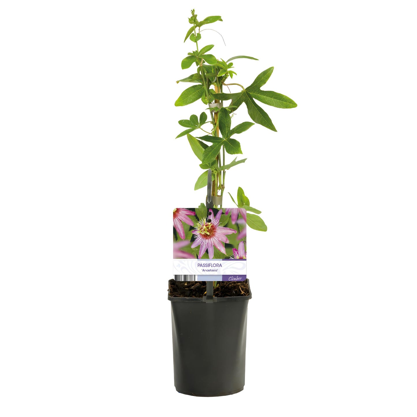 Green boutiQ – Passionsblume – Passiflora Anastasia – Blüte rosa – pflegeleicht – 2 Pflanzen – Topf 11 cm, Höhe 40 cm