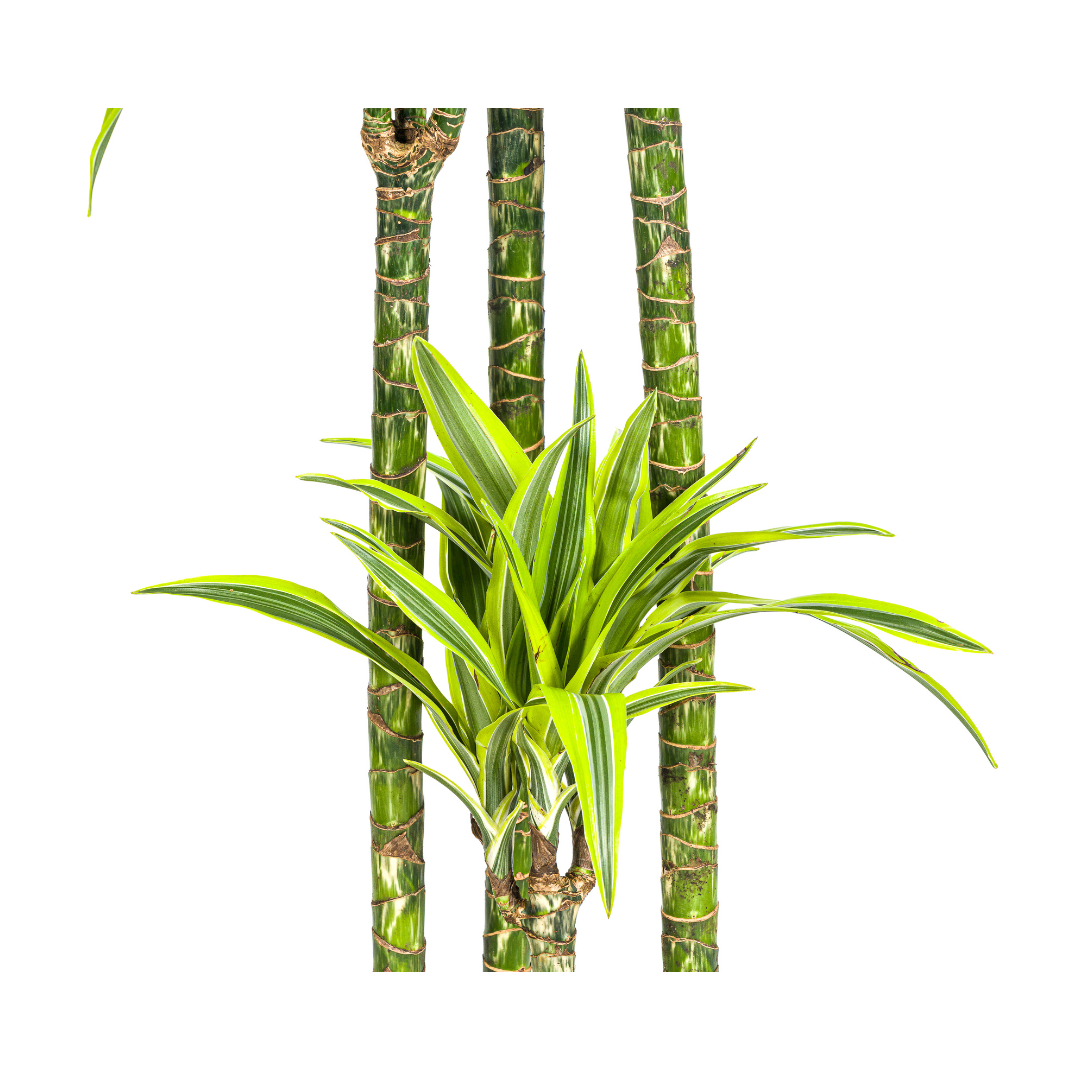 Dracaena Deremensis Zitrone Limette Ø27cm - ↕170 - 190cm