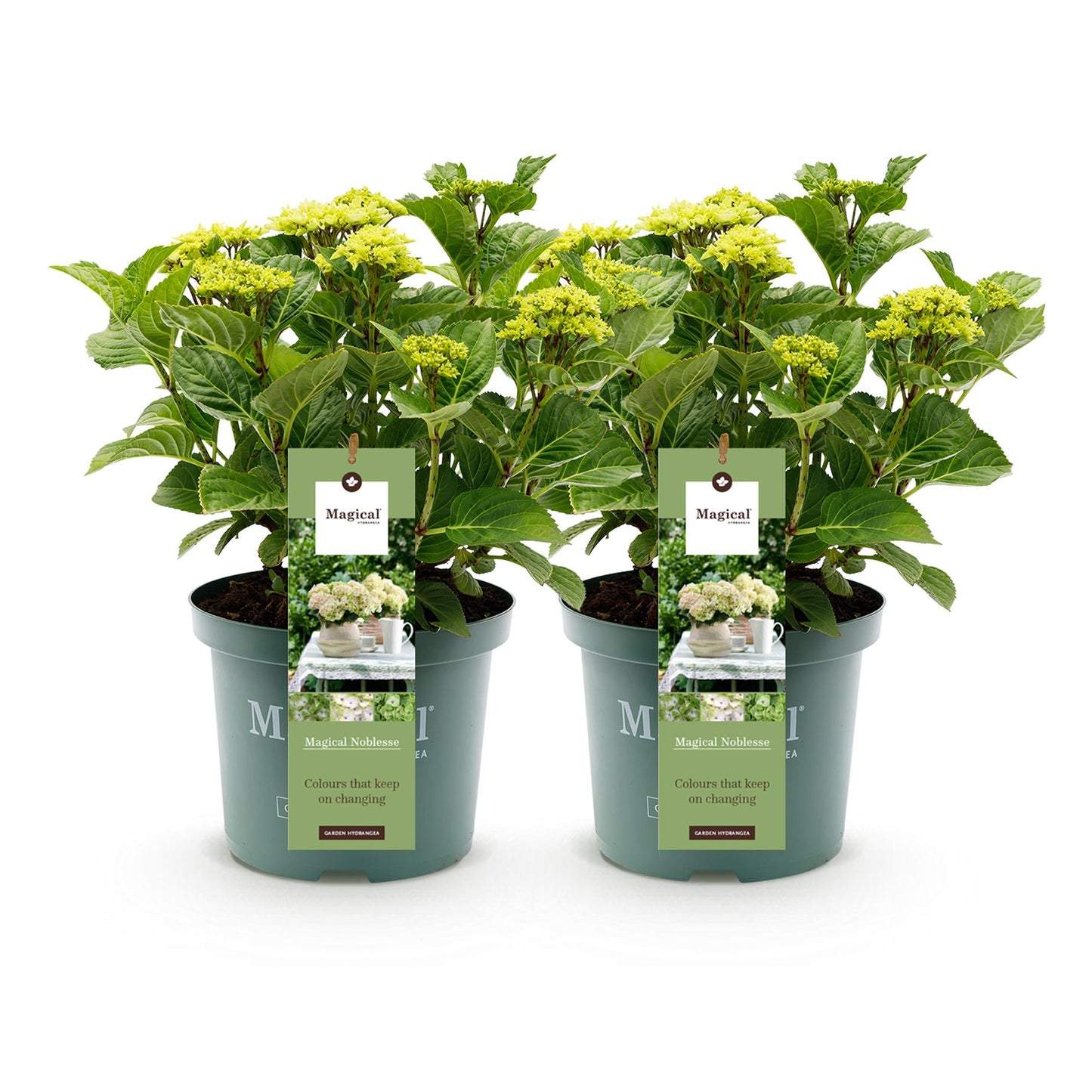 Green boutiQ – Terrassenpflanze – Hortensie – Hydrangea Magical Nobless – Weiß – 6-10 Blüten – 2 Pflanzen – Topf 23 cm, Höhe 55 cm