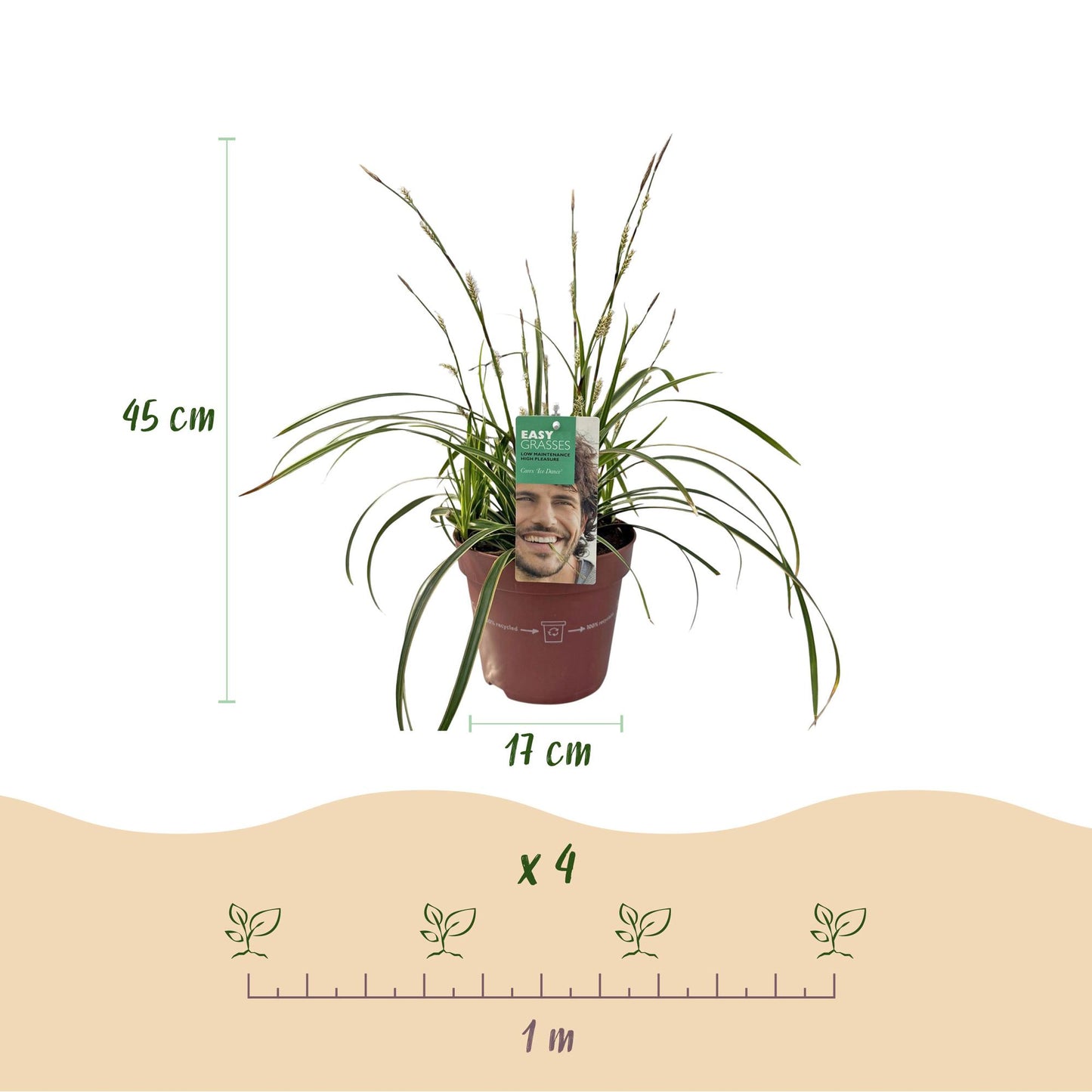 Green boutiQ – Ziergräser – Carex morrowii Ice Dance – Weiß & Grün – 4 Pflanzen – Immergrün – Geringer Pflegeaufwand – Topf 17 cm, Höhe 50 cm