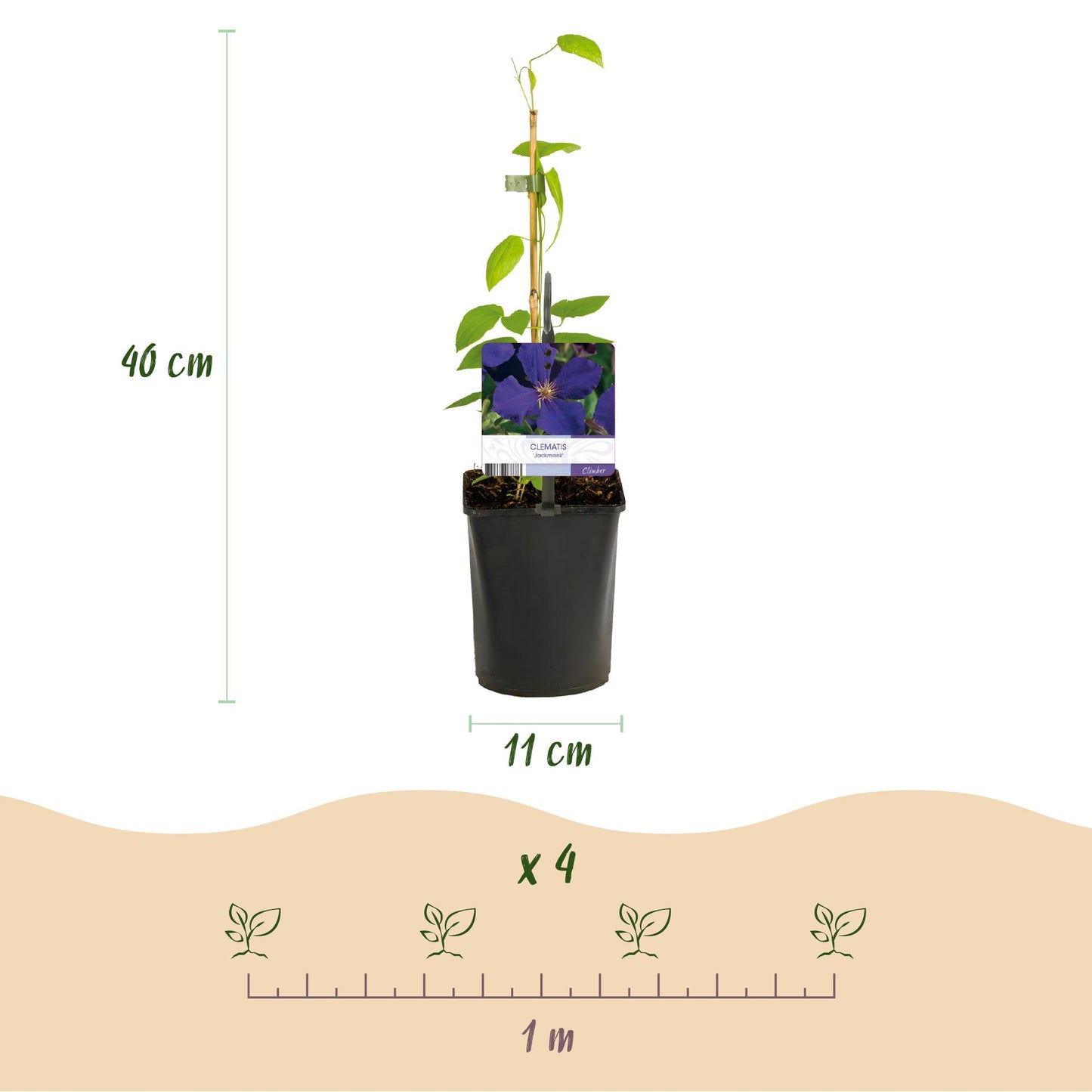 Green boutiQ – Kletterpflanze – Clematis Tricolore – Blüte Rosa Weiß Lila – Pflegeleicht – 3 Pflanzen – Topf 11 cm, Höhe 40 cm
