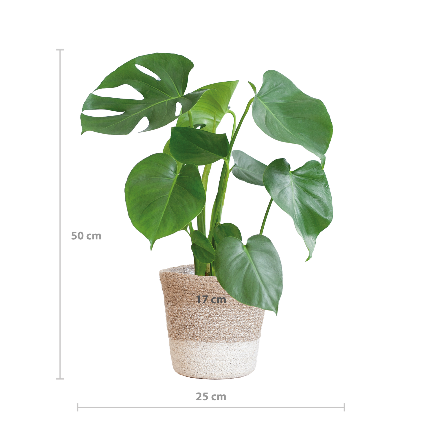 Monstera Deliciosa met Lissabon mand wit - 50cm - Ø17