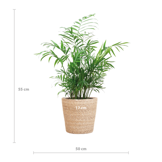 Chamadorea Elegans met Sofia mand naturel - 55cm - Ø17