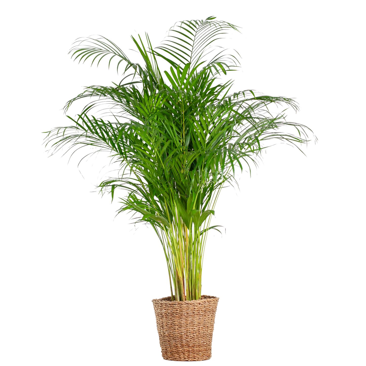 Areca-Palme (Dypsis) XL mit Korb Torun - 120 cm - Ø24
