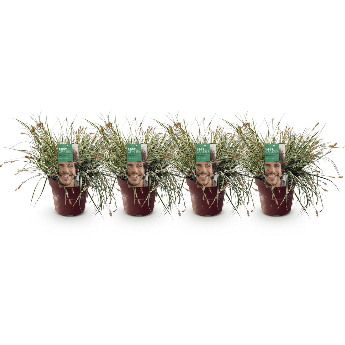 Green boutiQ – Ziergräser – Carex oshimensis Everest – Weiß und Grün – 4 Pflanzen – Immergrün – Pflegeleicht – Topf 17 cm, Höhe 50 cm