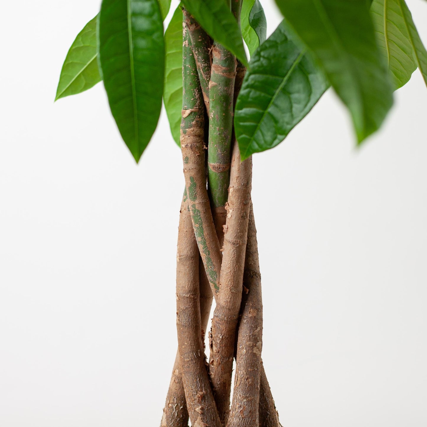 Pachira Aquatica mit Viber grau - 80cm - Ø21