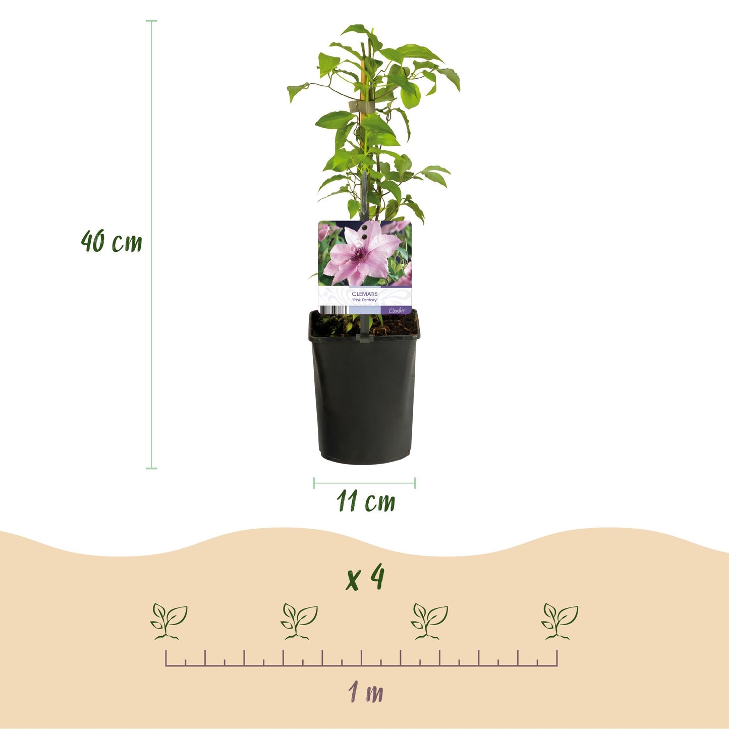 Green boutiQ – Kletterpflanze – Clematis Pink Fantasy – Blüte Pink – Pflegeleicht – 2 Pflanzen – Topf 11 cm, Höhe 40 cm