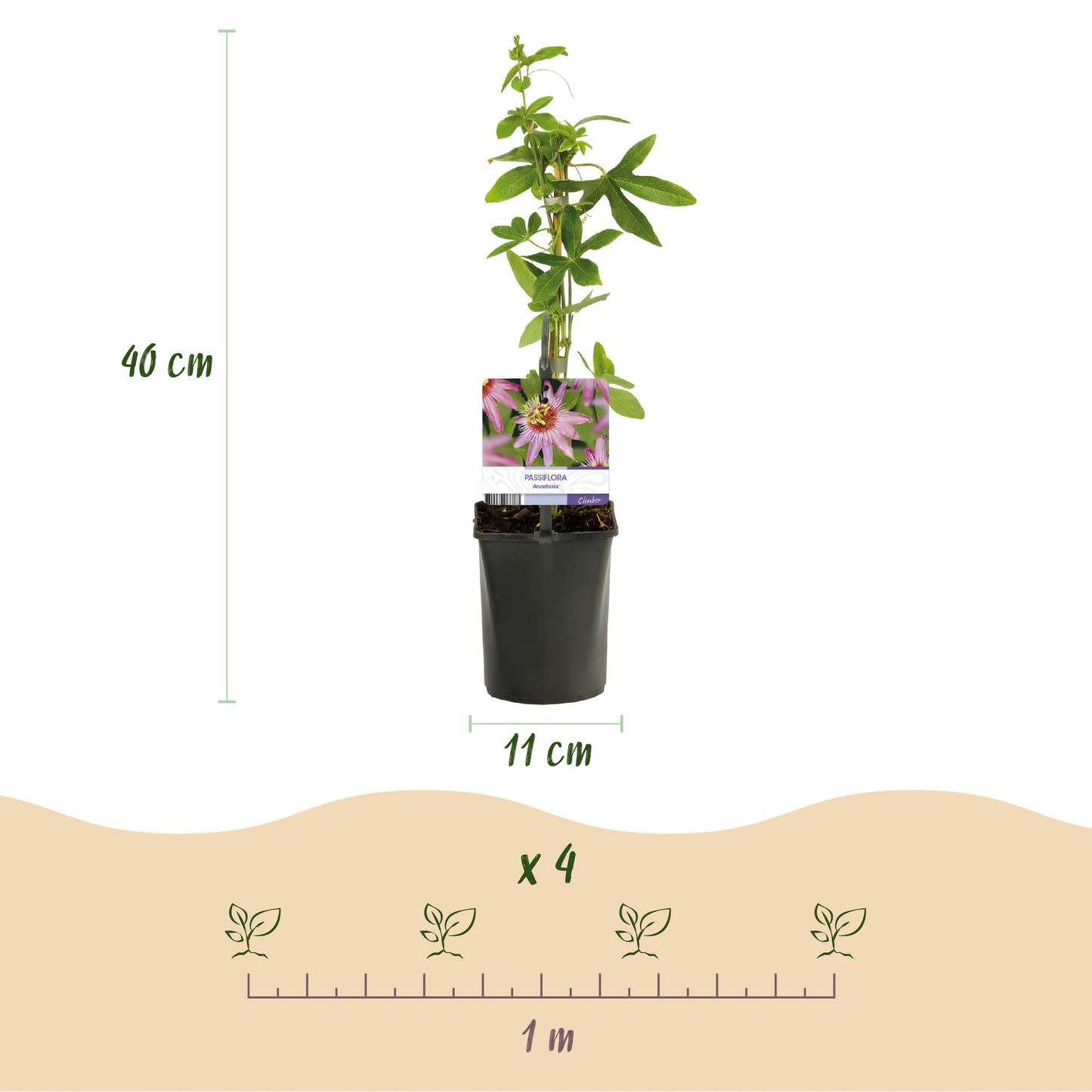 Green boutiQ – Passionsblume – Passiflora Anastasia – Blüte rosa – pflegeleicht – 2 Pflanzen – Topf 11 cm, Höhe 40 cm