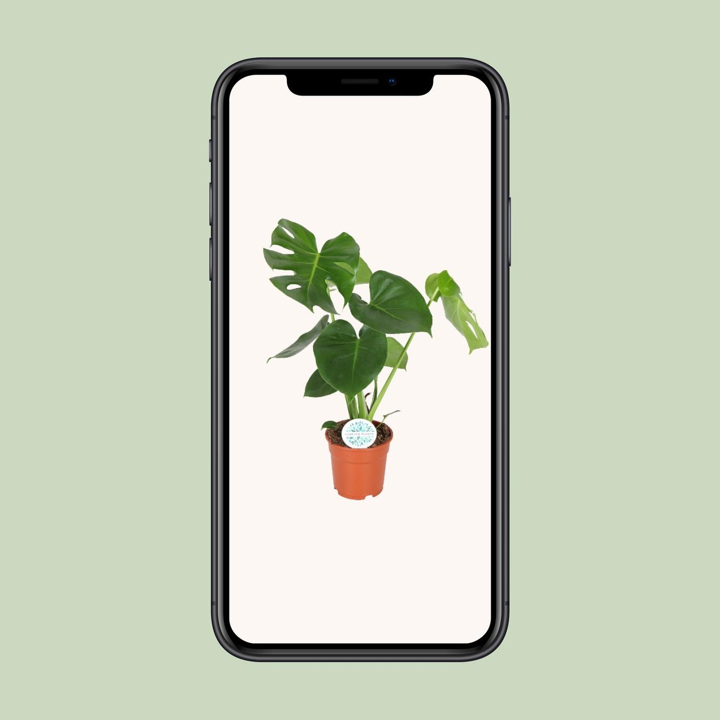 Monstera Deliciosa - Ø17cm - ↕55cm