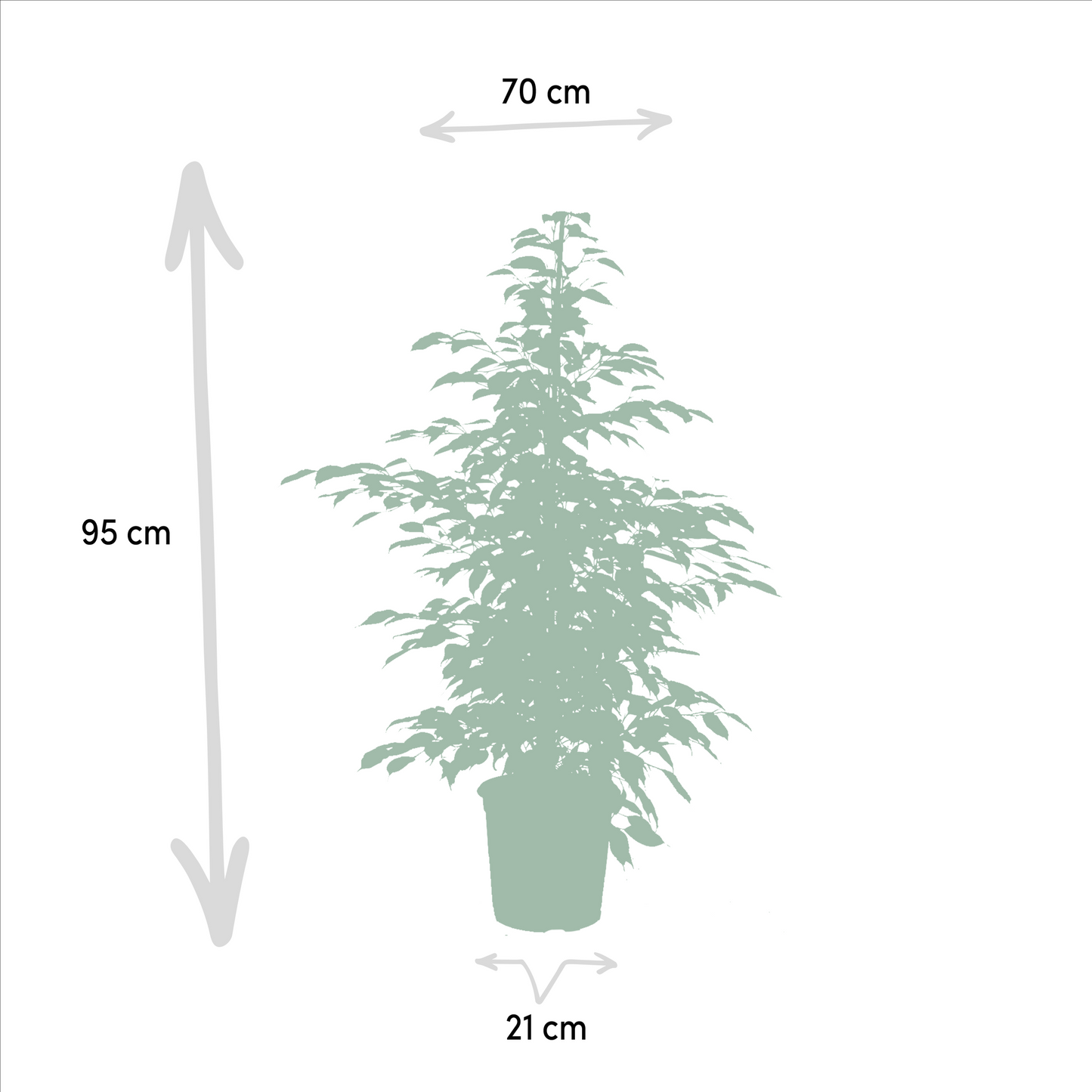 Ficus Benjamina Danielle – Ø21 cm – ↕95 cm + Ficus Benjamina Twilight – Ø21 cm – ↕95 cm + Ficus Microcarpa Moclame – Ø21 cm – ↕95 cm
