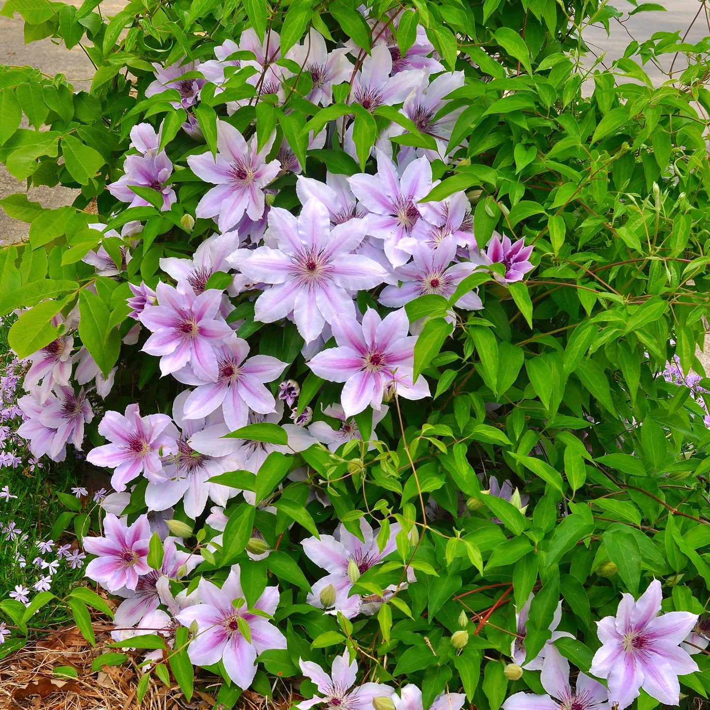 Green boutiQ – Kletterpflanze – Clematis Nelly Moser – Blüte rosa – pflegeleicht – 2 Pflanzen – Topf 11 cm, Höhe 40 cm