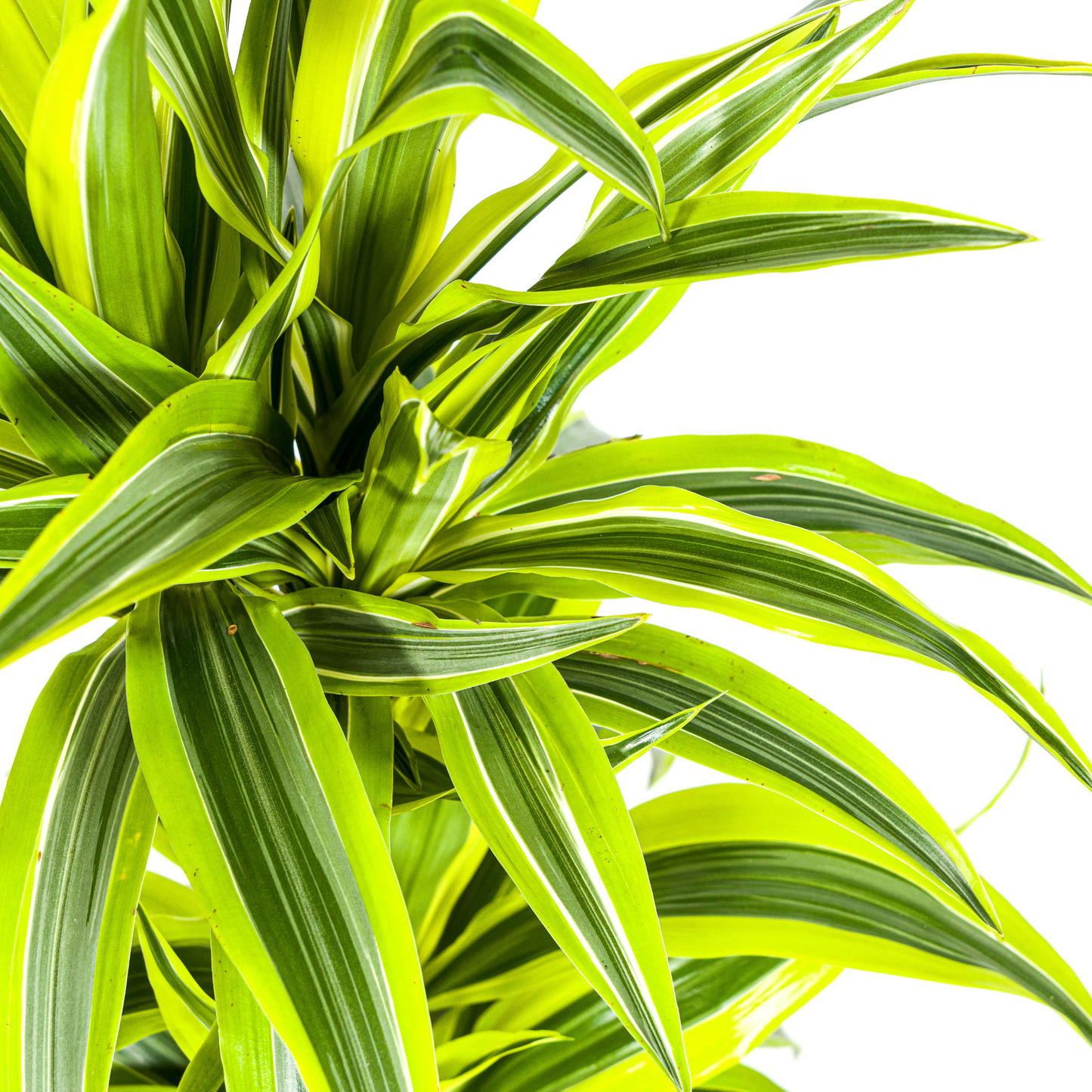Dracaena Deremensis Zitrone Limette Ø19cm - ↕70 - 90cm