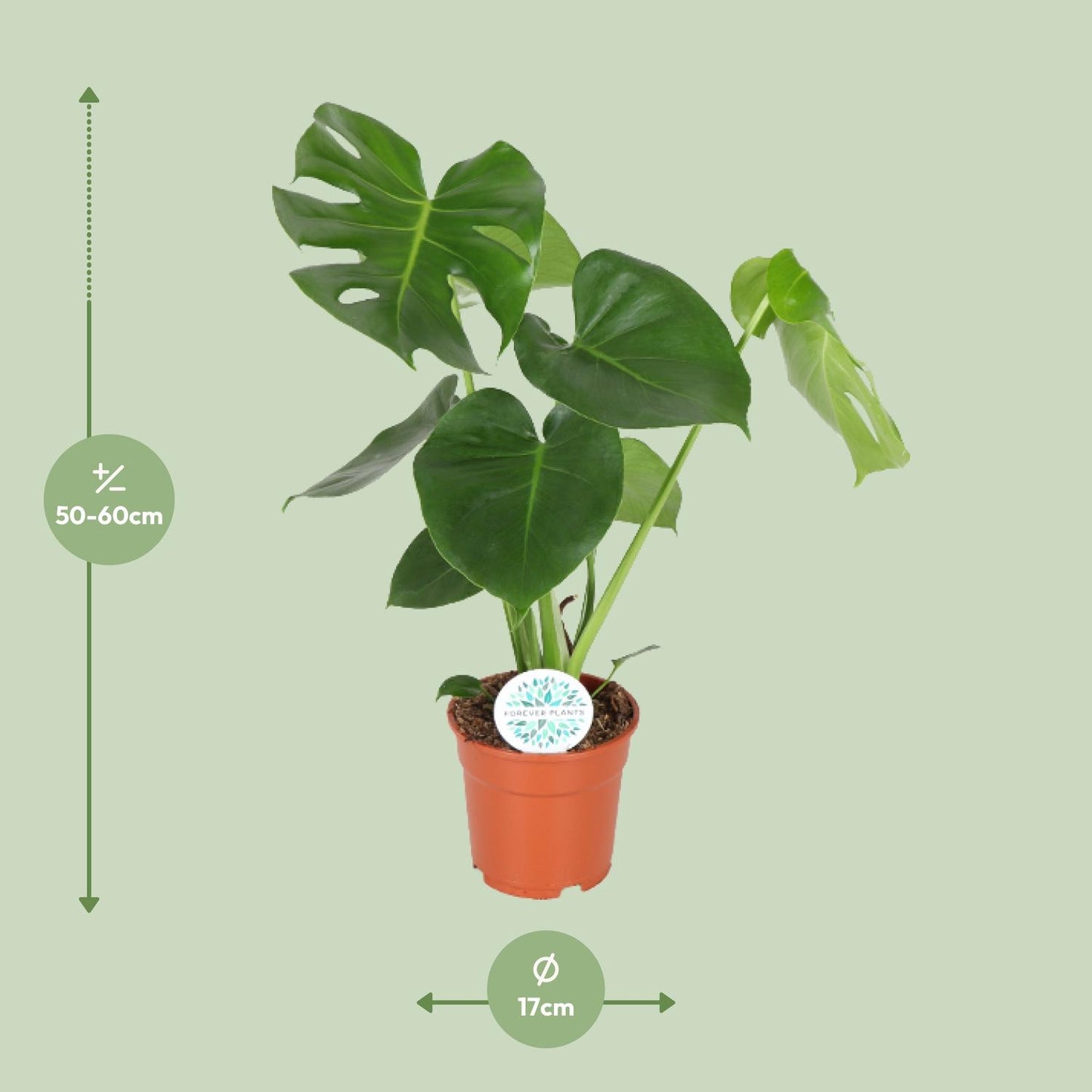 Monstera Deliciosa - Ø17cm - ↕55cm