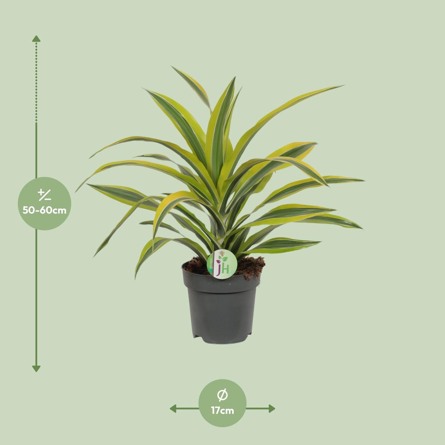 Dracaena Fragrans Zitronenlimette - Ø17cm - ↕40cm