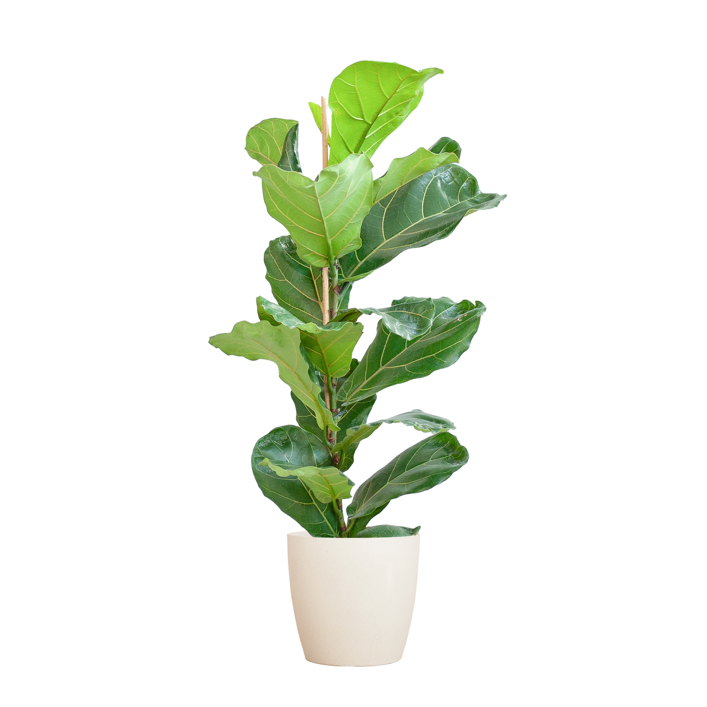 Ficus Lyrata mit Viber-Topf weiß - 80cm - Ø21