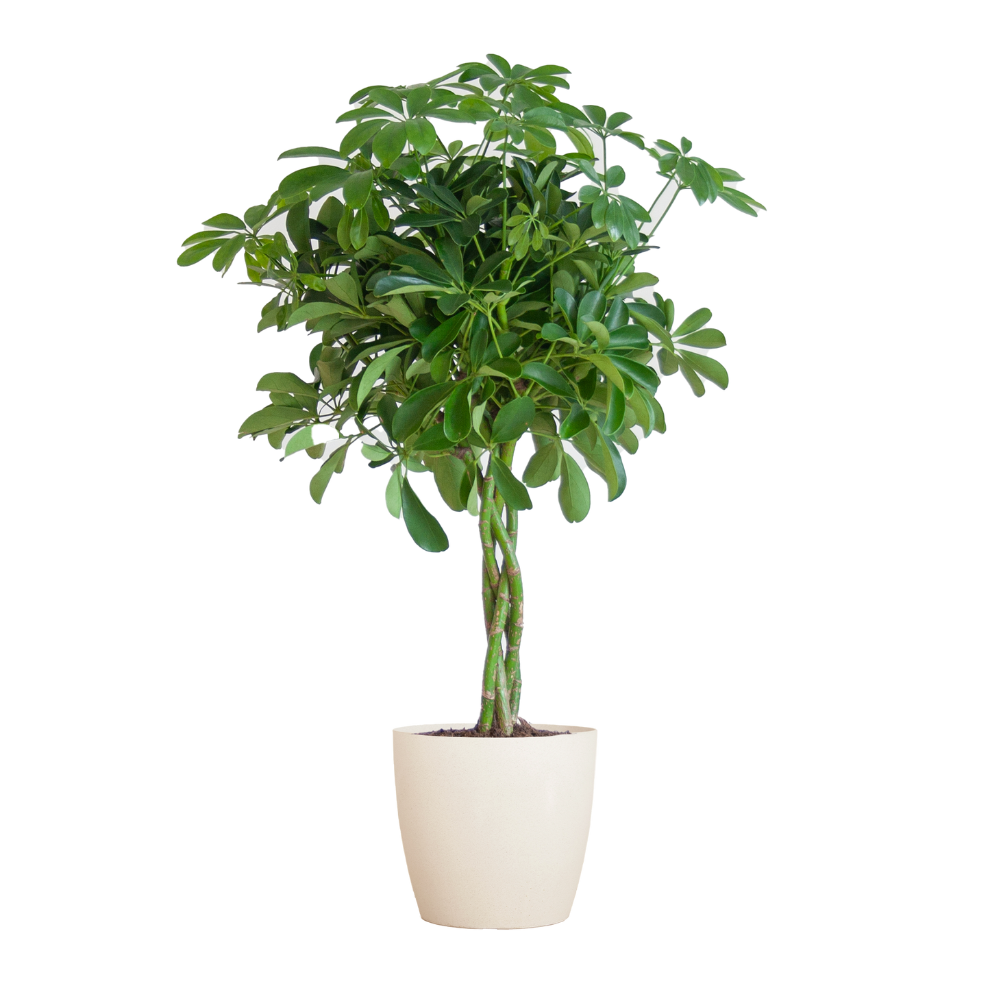 Schefflera Arab Nora mit Viber weiß - 70cm - Ø21
