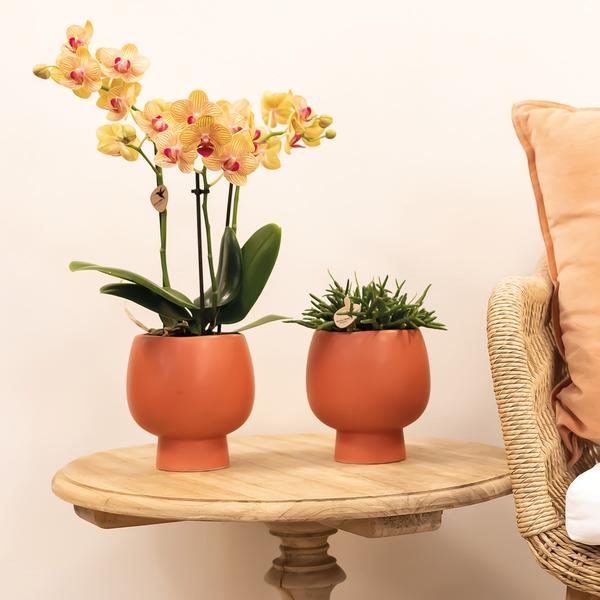 Kolibri Orchids | orange Phalaenopsis orchid pot size Ø9cm | Jamaica | flowering houseplant - fresh from the grower