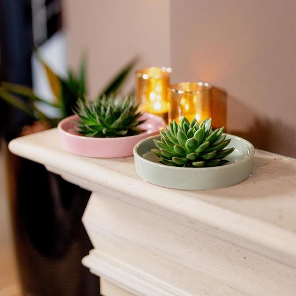 ROOTLESS Succulent Echeveria Lilacina in bowl 'Pink' Ø20 cm - ↕5 cm