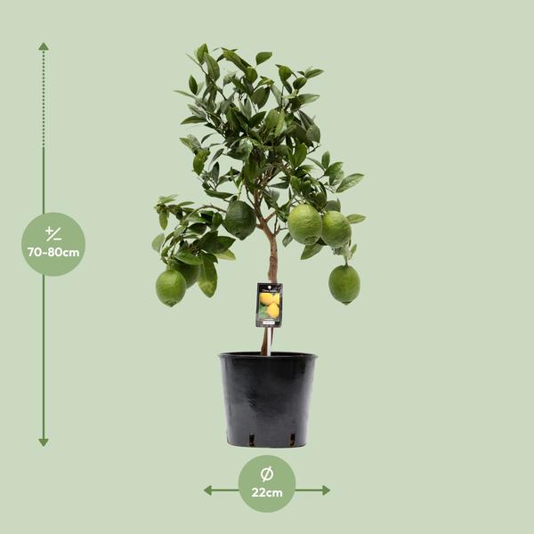 Zitruszitrone – Ø22cm – ↕80cm