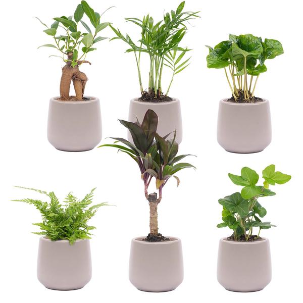 Mini-Pflanzenset 6 - Inklusive 6x Topf Joey grau matt