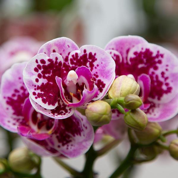 Kolibri-Orchideen | Rosa-lila Phalaenopsis-Orchidee - El Salvador - Topfgröße Ø9cm | blühende Zimmerpflanze – frisch vom Züchter