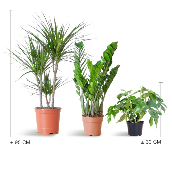 Shade Plant Box - mittelgroß - ohne Dekotopf