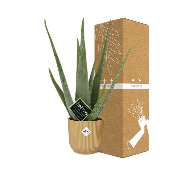 Aloe Vera 12 cm in ELHO Vibes Fold 14 cm gelb
