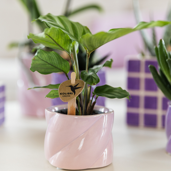 Kolibri-Grüns | Grünpflanze - Calathea - grüne Zimmerpflanze - frisch vom Züchter - Ø6cm
