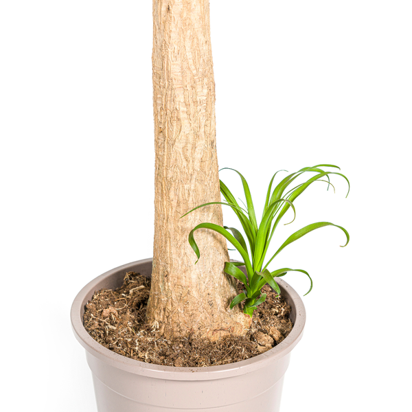 Beaucarnea Recurvata Stamm Ø27cm - ↕120cm