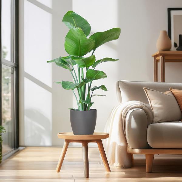 Strelitzia Nicolai mit Viber-Topf grau - 80cm - Ø21