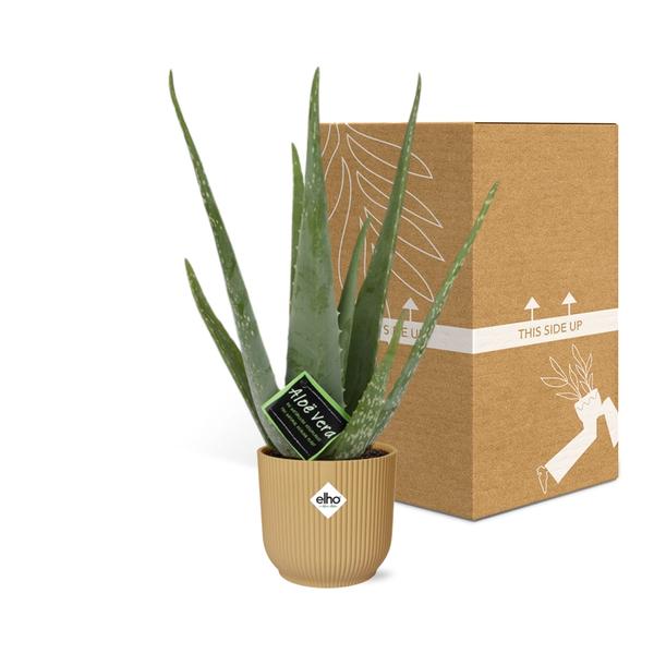 Aloe Vera 12 cm in ELHO Vibes Fold 14 cm gelb