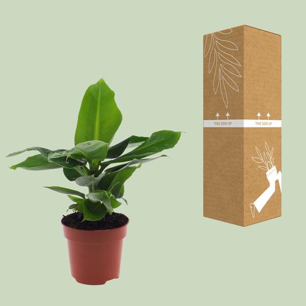 Musa Orientalischer Zwerg – Ø12cm – ↕25cm
