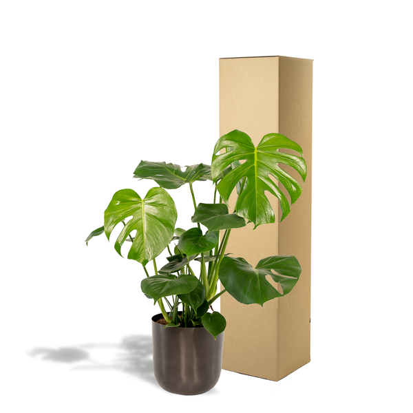 Monstera Deliciosa - ↨80cm - Ø21cm + Topf Mayk Lead