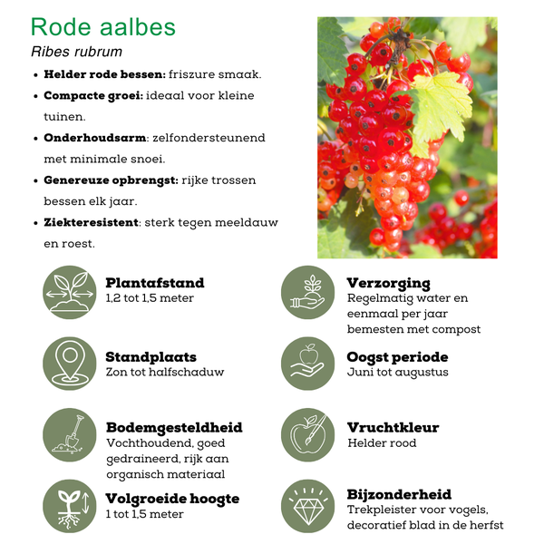 „Obstparadies“ BIO Obstpflanzen-Mix-Set aus 4 verschiedenen Sorten