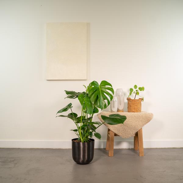 Monstera Deliciosa - ↨80cm - Ø21cm + Topf Mayk Lead