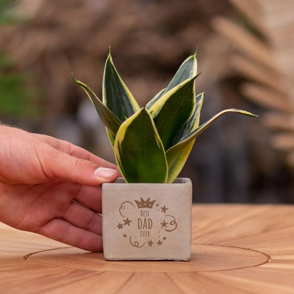 Congreetz® Pflanztöpfe + Sansevieria | Bester Vater aller Zeiten