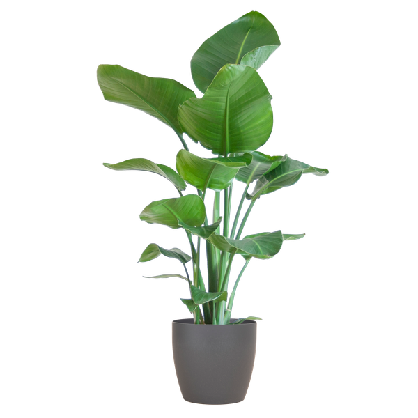 Strelitzia Nicolai mit Viber-Topf grau - 80cm - Ø21