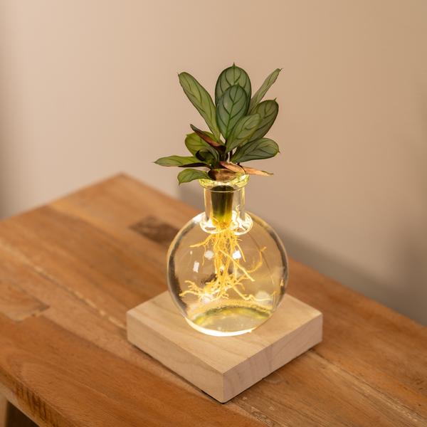 Calathea aus Samoa-Glas mit LED-Beleuchtung – Ø12 cm – ↕10 cm